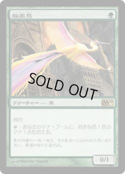 画像1: 極楽鳥/Birds of Paradise (M10)