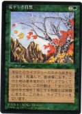 荒々しき自然/Untamed Wilds【日本語：黒枠】(4ED)