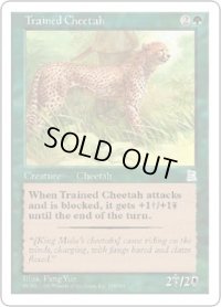 訓練された豹/Trained Cheetah (PTK)