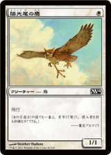 陽光尾の鷹/Suntail Hawk (M14)
