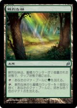 鮮烈な林/Vivid Grove (LRW)