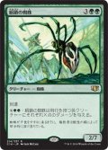 絹鎖の蜘蛛/Silklash Spider (C14)