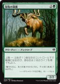 放牧の林鹿/Grazing Gladehart (DDP)