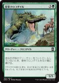 皇帝クロコダイル/Emperor Crocodile (EMA)