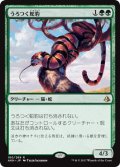 うろつく蛇豹/Prowling Serpopard (AKH)