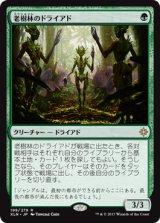 老樹林のドライアド/Old-Growth Dryads (XLN) (Prerelease Card)