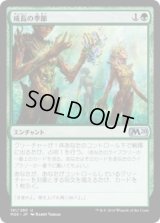 成長の季節/Season of Growth (M20)《Foil》