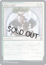 隔離する成長/Sundering Growth (C19)