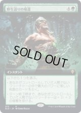 野生語りの帰還/Return of the Wildspeaker (ELD)【拡張アート枠】《Foil》