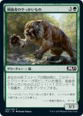 剣歯虎のやっかいもの/Sabertooth Mauler (M21)《Foil》