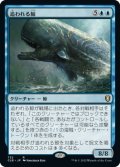 追われる鯨/Pursued Whale (CLB)【統率者デッキ】