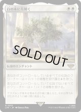 白の木に花開く/Flowering of the White Tree (LTR)《Foil》