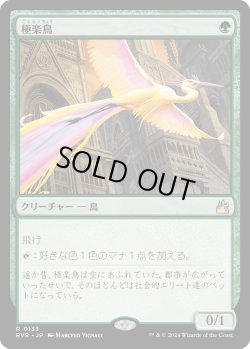 画像1: 極楽鳥/Birds of Paradise (RVR)