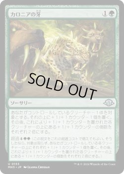 画像1: カロニアの牙/Fangs of Kalonia (MH3)《Foil》