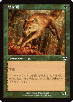 画像1: 若き狼/Young Wolf (INR)【旧枠版】