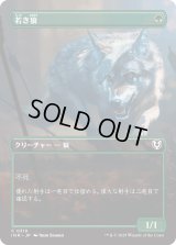 若き狼/Young Wolf 【ボーダーレス】 (INR)【特殊アート版】