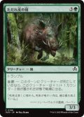 ただれ皮の猪/Festerhide Boar (INR)《Foil》