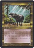 コビトカバ/Pygmy Hippo (VIS)【他言語特集】