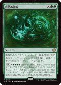 自然の律動/Nature's Rhythm (TDM)