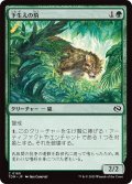 下生えの豹/Undergrowth Leopard (TDM)