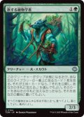 旅する植物学者/Traveling Botanist (TDM)《Foil》