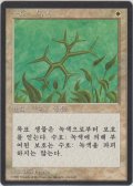 緑の護法印/Green Ward (4ED)【他言語特集】