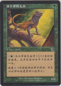 日を浴びるルートワラ/Basking Rootwalla (TOR)【他言語特集】