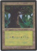 森/Forest 【Ver.3】 (4ED)【他言語特集】