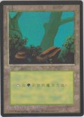 森/Forest 【Ver.2】 (4ED)【他言語特集】