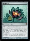 睡蓮の花/Lotus Bloom (TSP)