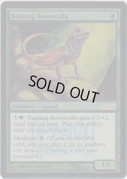 画像1: 日を浴びるルートワラ/Basking Rootwalla (FNM)