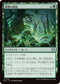 煌野の成長/Shimmerwilds Growth (ECL)《Foil》