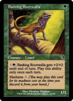 画像1: 日を浴びるルートワラ/Basking Rootwalla (TOR)