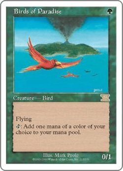 画像1: 極楽鳥/Birds of Paradise (6ED)
