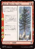 燃えろ、燃えろ、木よ、シダよ/Burn, Burn, Tree and Fern (HOB)