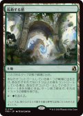 乱動する梢/Roiling Canopy (FRA)《Foil》