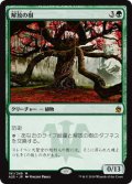 解放の樹/Tree of Redemption (A25)