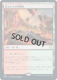 燃えがらの林間地/Cinder Glade (AFC)