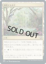 興隆する木立/Thriving Grove (AFC)