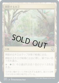 興隆する木立/Thriving Grove (AFC)