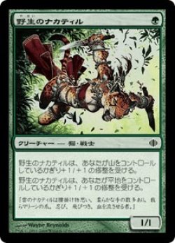 画像1: 野生のナカティル/Wild Nacatl (ALA)