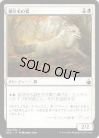 銀筋毛の狐/Silverchase Fox (BBD)《Foil》