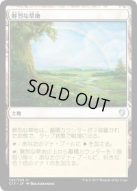 鮮烈な草地/Vivid Meadow (C17)