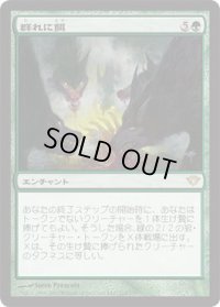 群れに餌/Feed the Pack (DKA)《Foil》