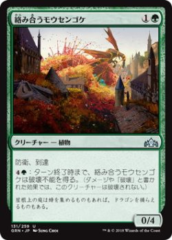 画像1: 絡み合うモウセンゴケ/Grappling Sundew (GRN)《Foil》