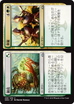 画像1: 開花+華麗/Flower+Flourish (GRN)