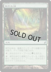 鮮烈な林/Vivid Grove (LRW)《Foil》