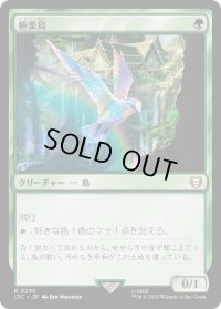 極楽鳥/Birds of Paradise (LTC)