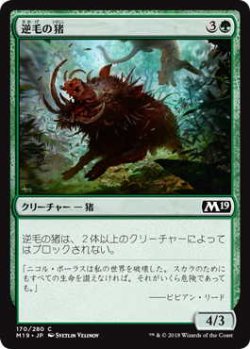 画像1: 逆毛の猪/Bristling Boar (M19)《Foil》