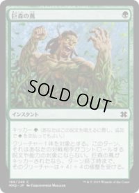 巨森の蔦/Vines of Vastwood (MM2)《Foil》